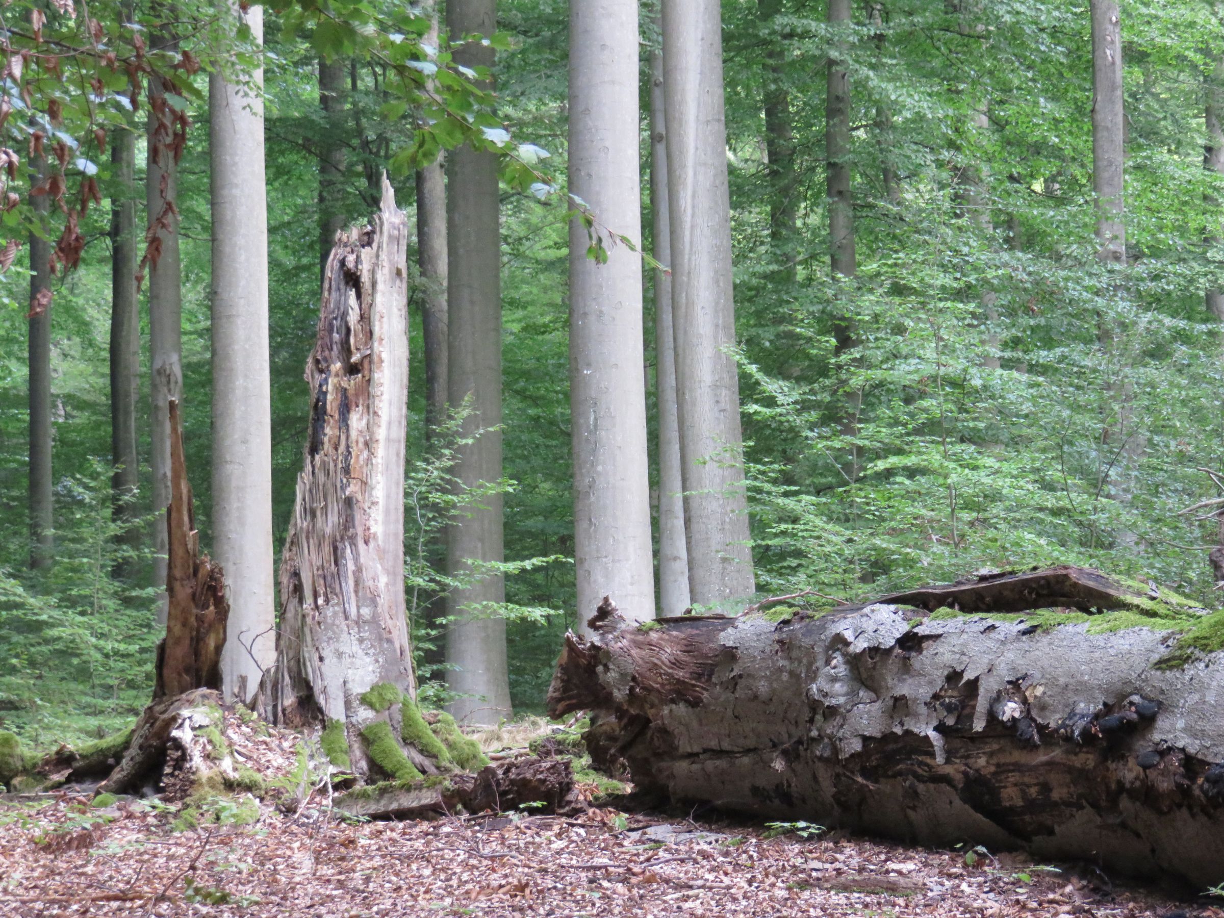 Ein alter Baum liegt am Boden