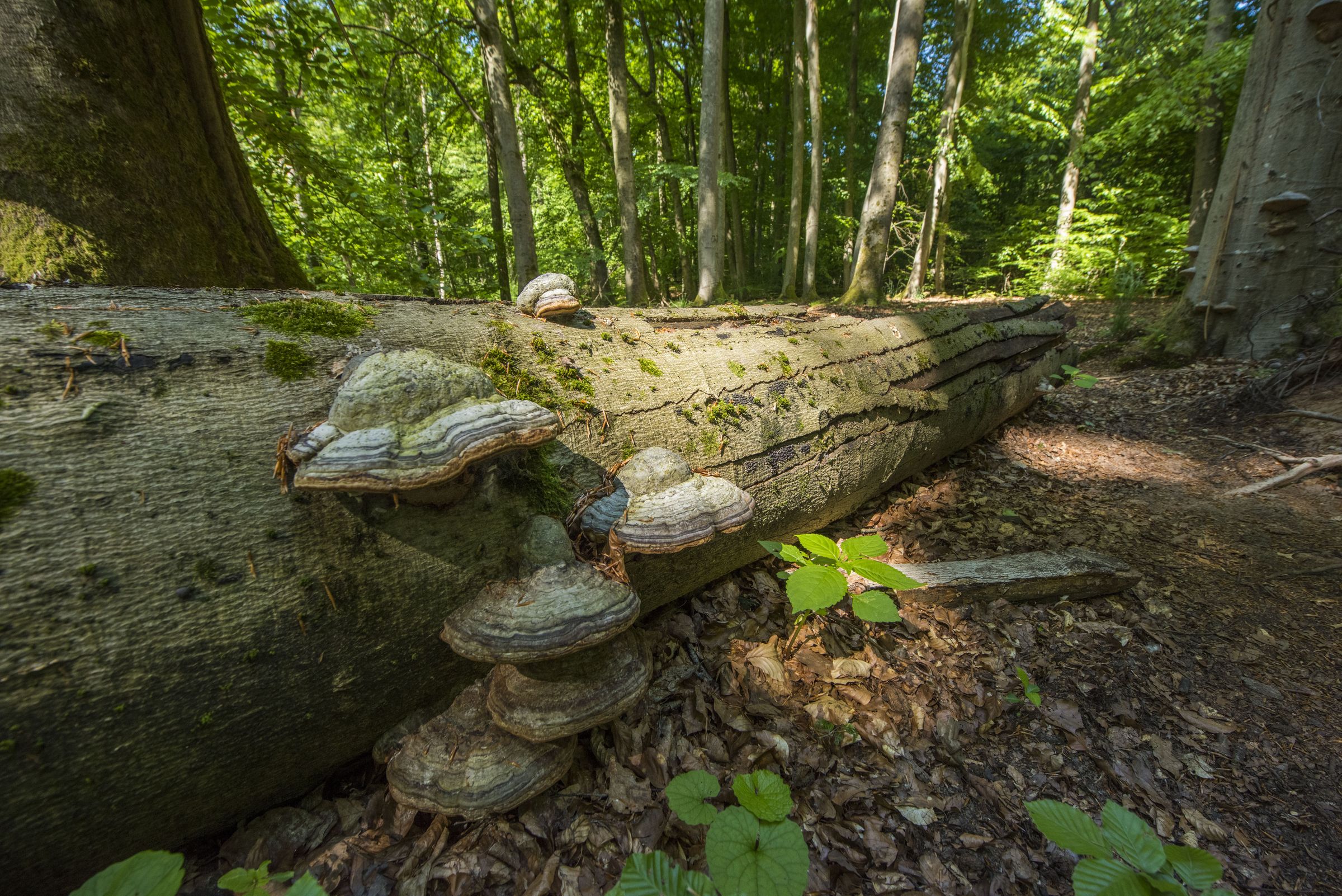 Klammerpilz auf einer toten Buche | © Daniel Rosengren