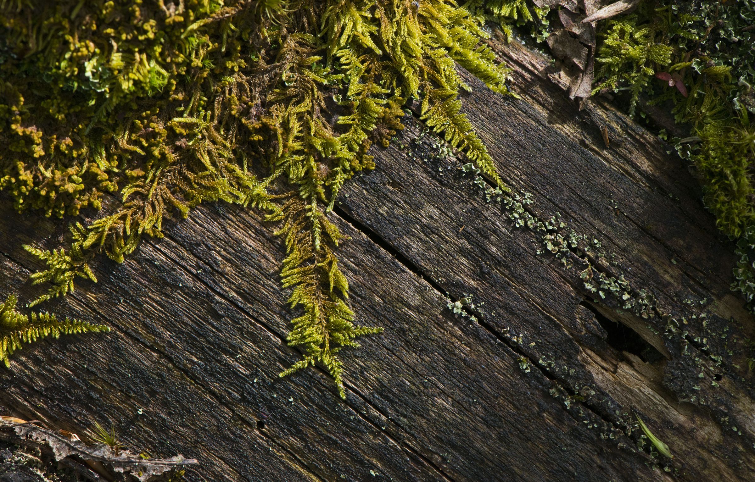 Moos auf Totholz, Bayerischer Wald | © Daniel Rosengren