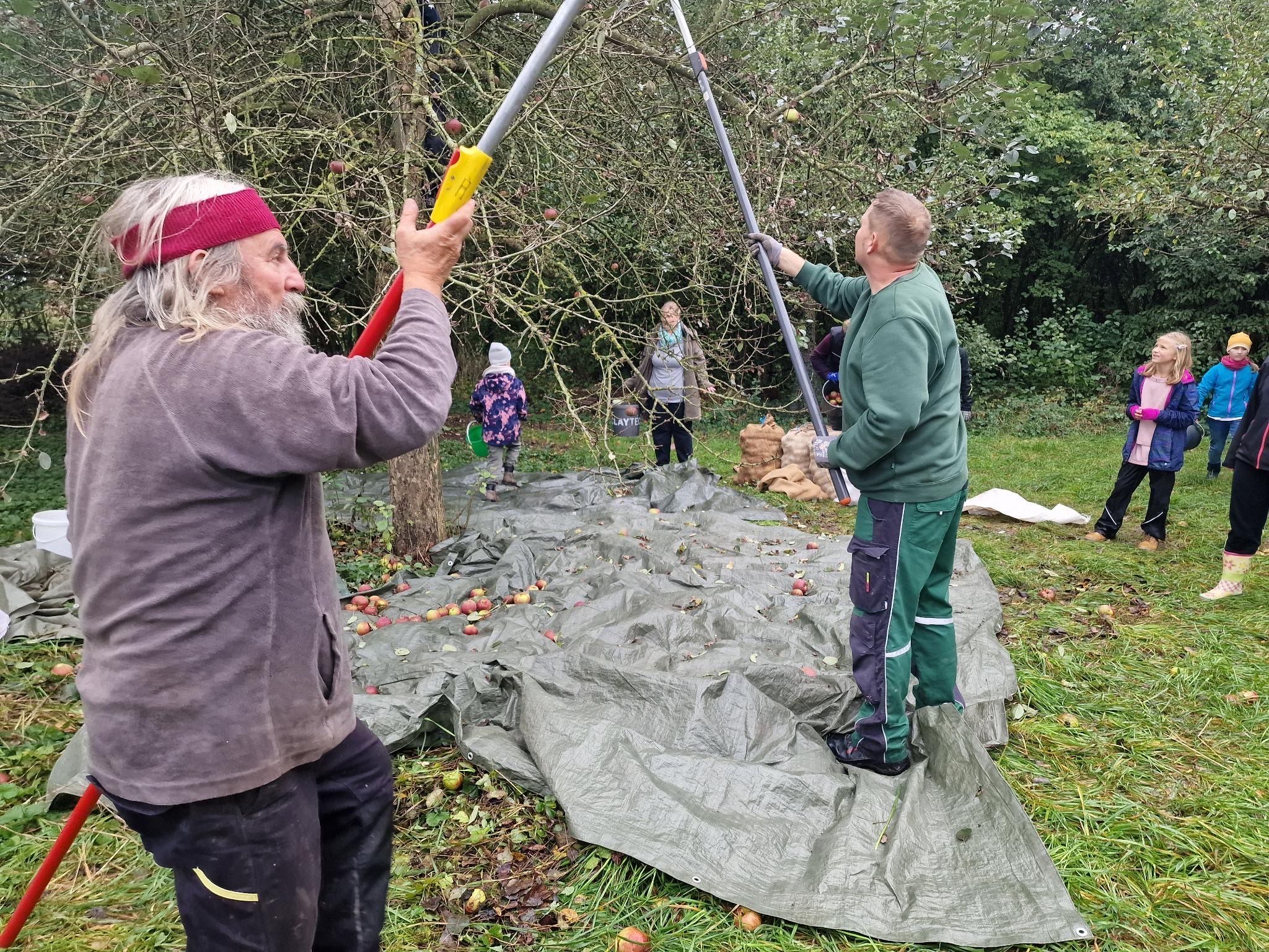 Mehre Menschen schlagen Äpfel vom Baum