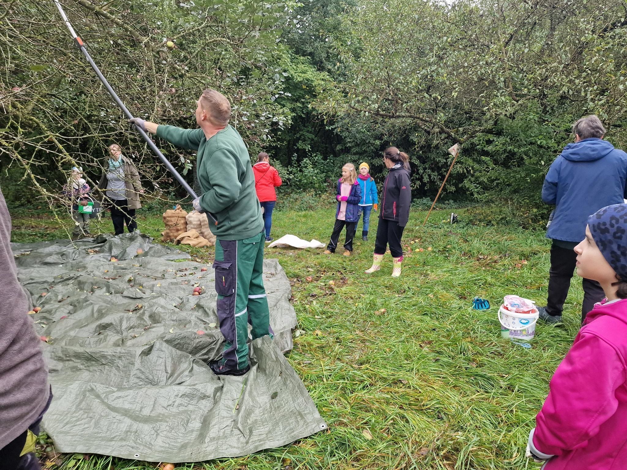 Apfelernte Äpfel werden mit einem langen Stab vom Baum geschlagen