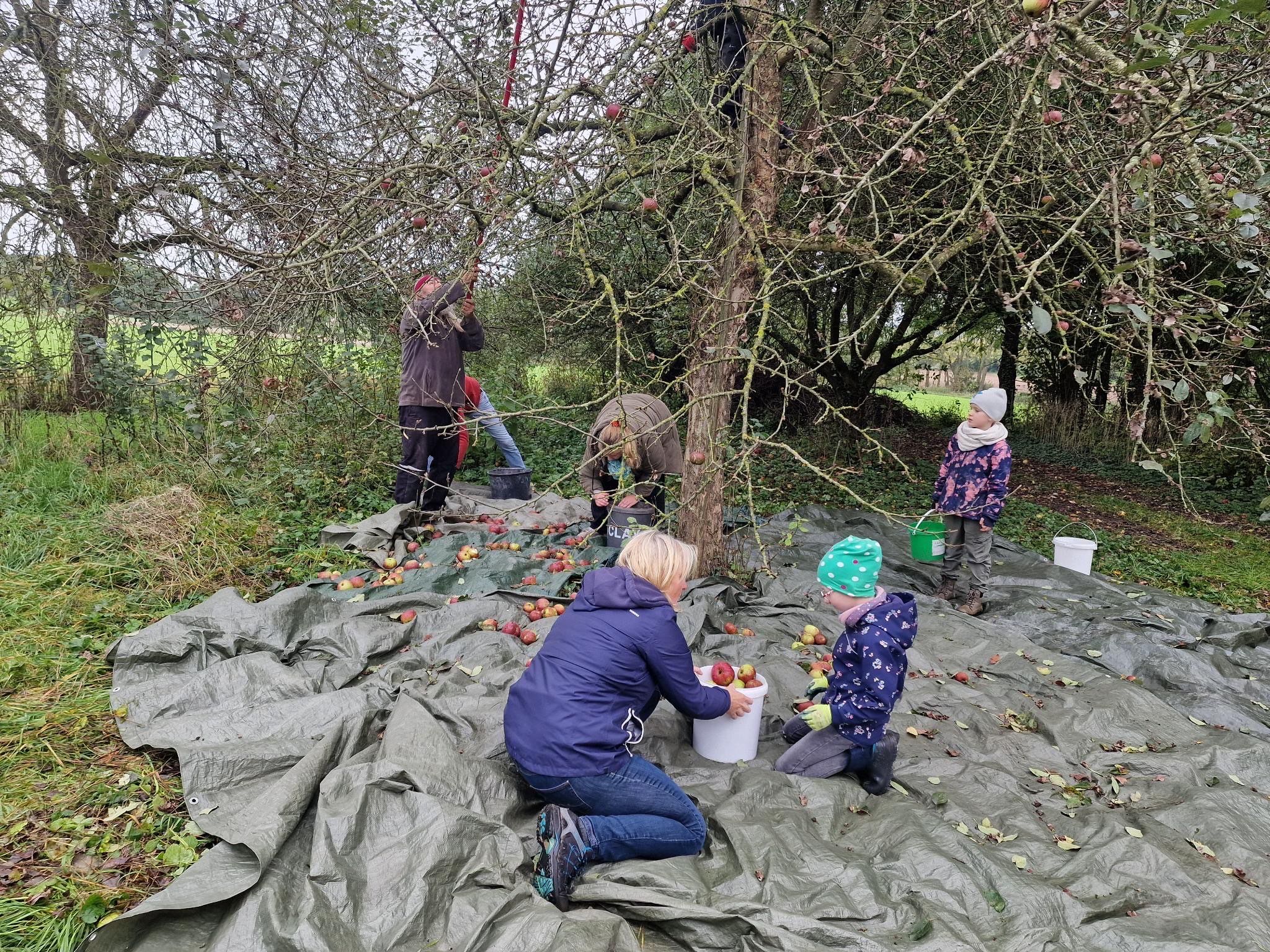 Apfelernte mit Plane Eine plane liegt unter dem Apfelbaum, die Äpfel werden aufgesammelt