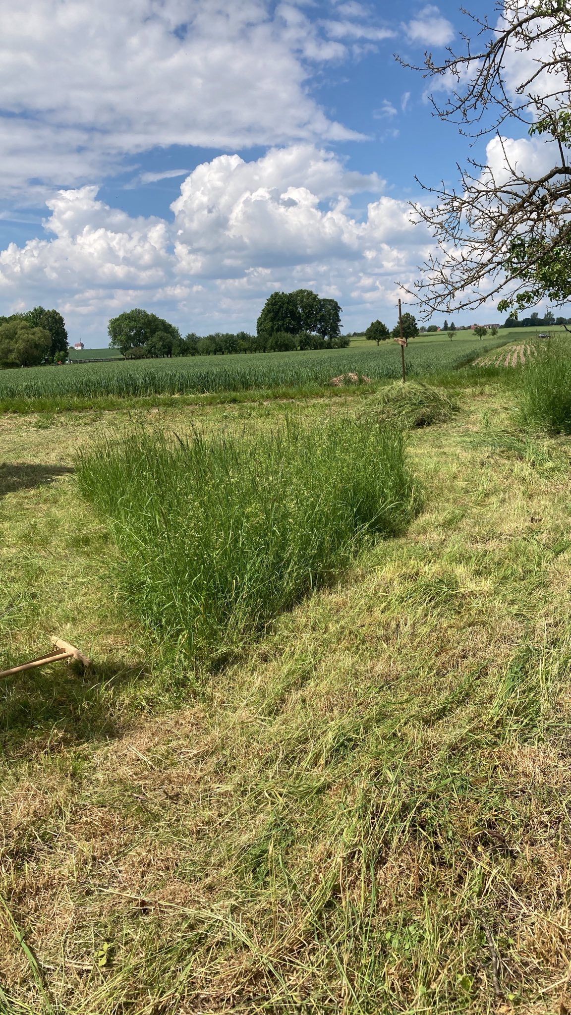 ein Stück Wiese ist gemäht, in der Mitte steht das Gras zum Vergleich