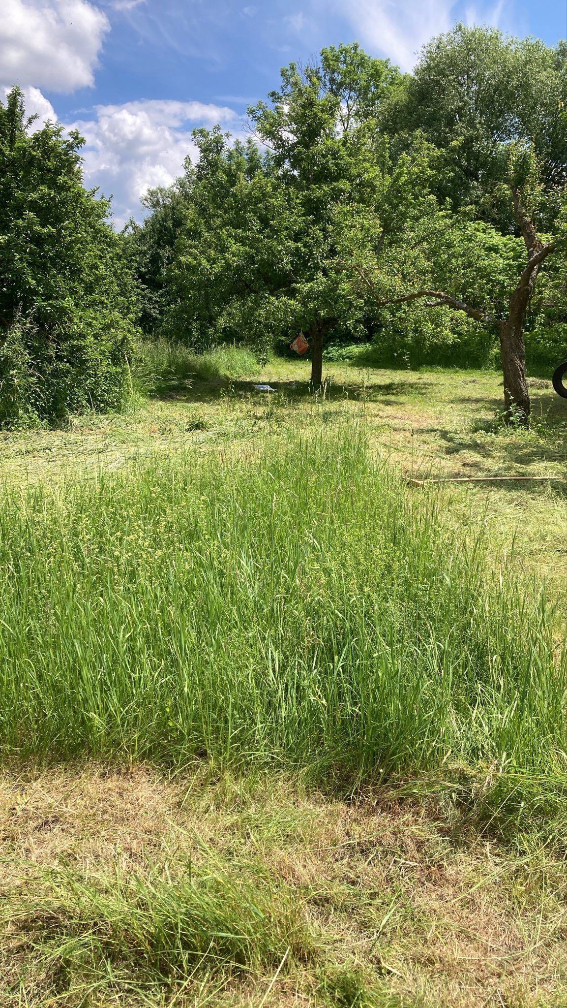 im Hintergrund sind Apfelbäume, im Vordergrund wurde die Wiese gemäht