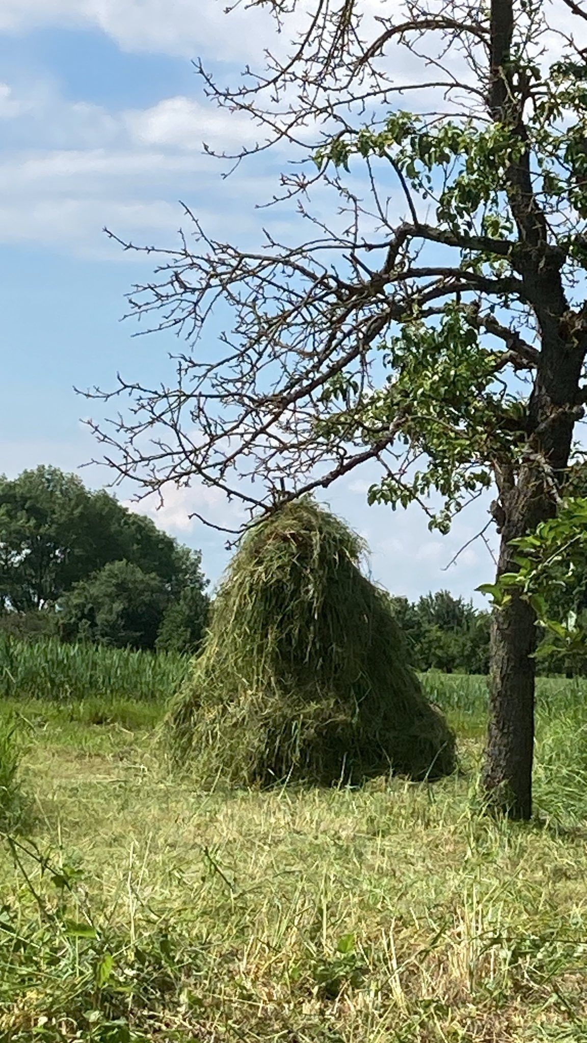 Hauhaufen auf der Wiese